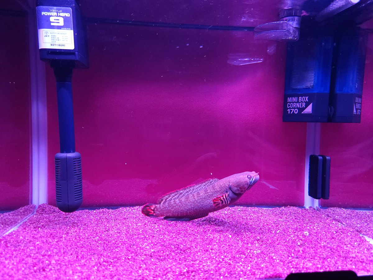 Vicky_Lucky_88's tweet photo. #アクアリウム
#熱帯魚
#スネークヘッド
プルクラとチョコレートレインボーの水槽に入れてた水草全部ダメになってしまった…
撤去したらなんか殺風景… https://t.co/jik5aibvg7