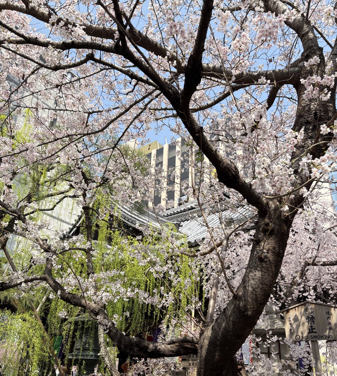 グレイソン tweet media