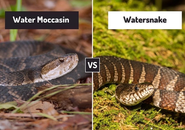 Triple D tweet media