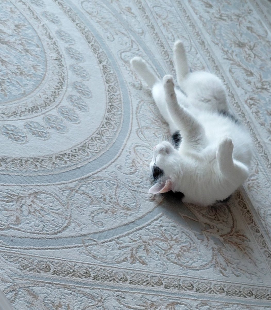 Lîmon Xatûn tweet media