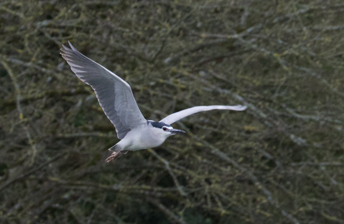Wayne + Lauren tweet media