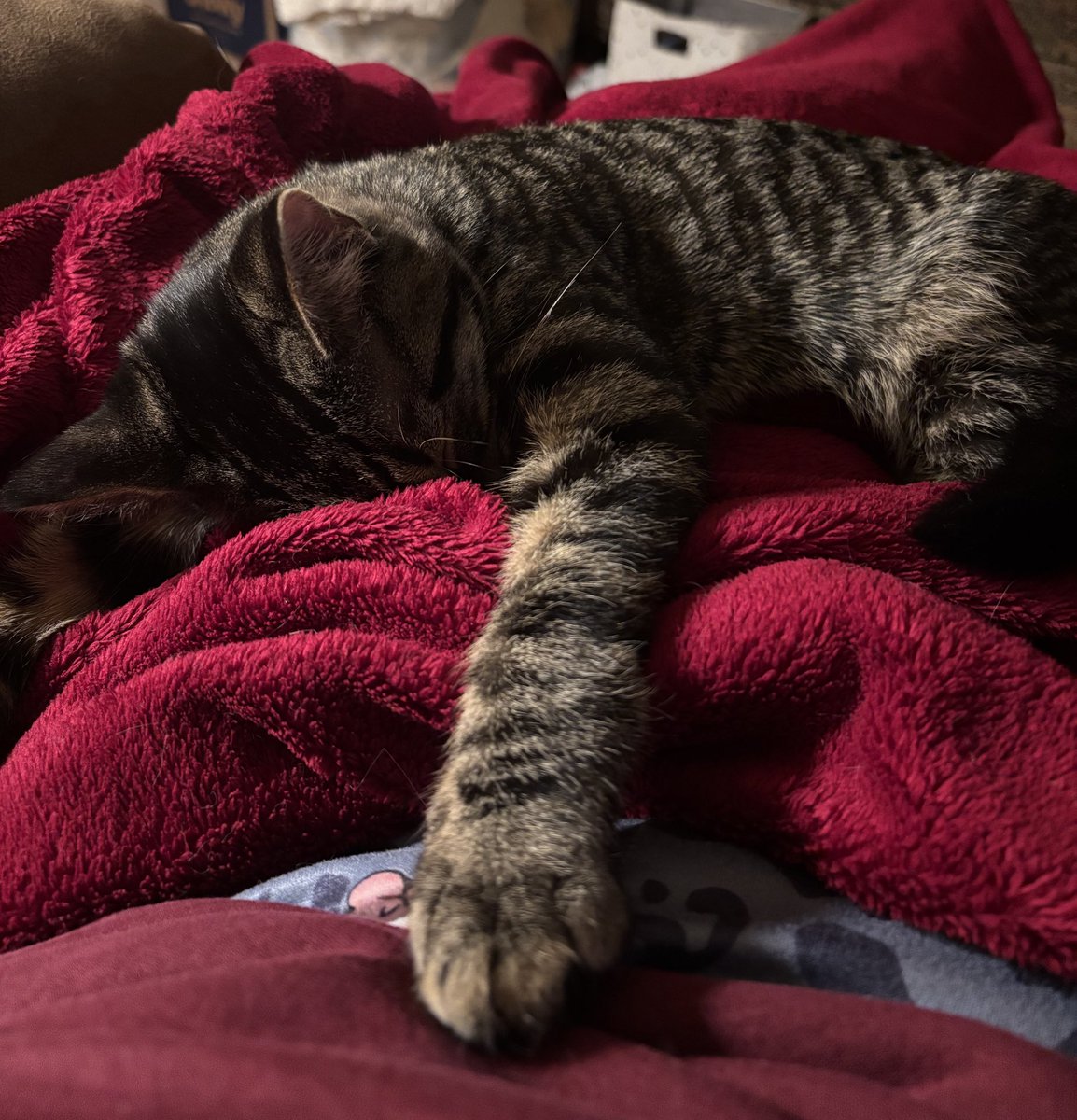 bendy bone tweet media