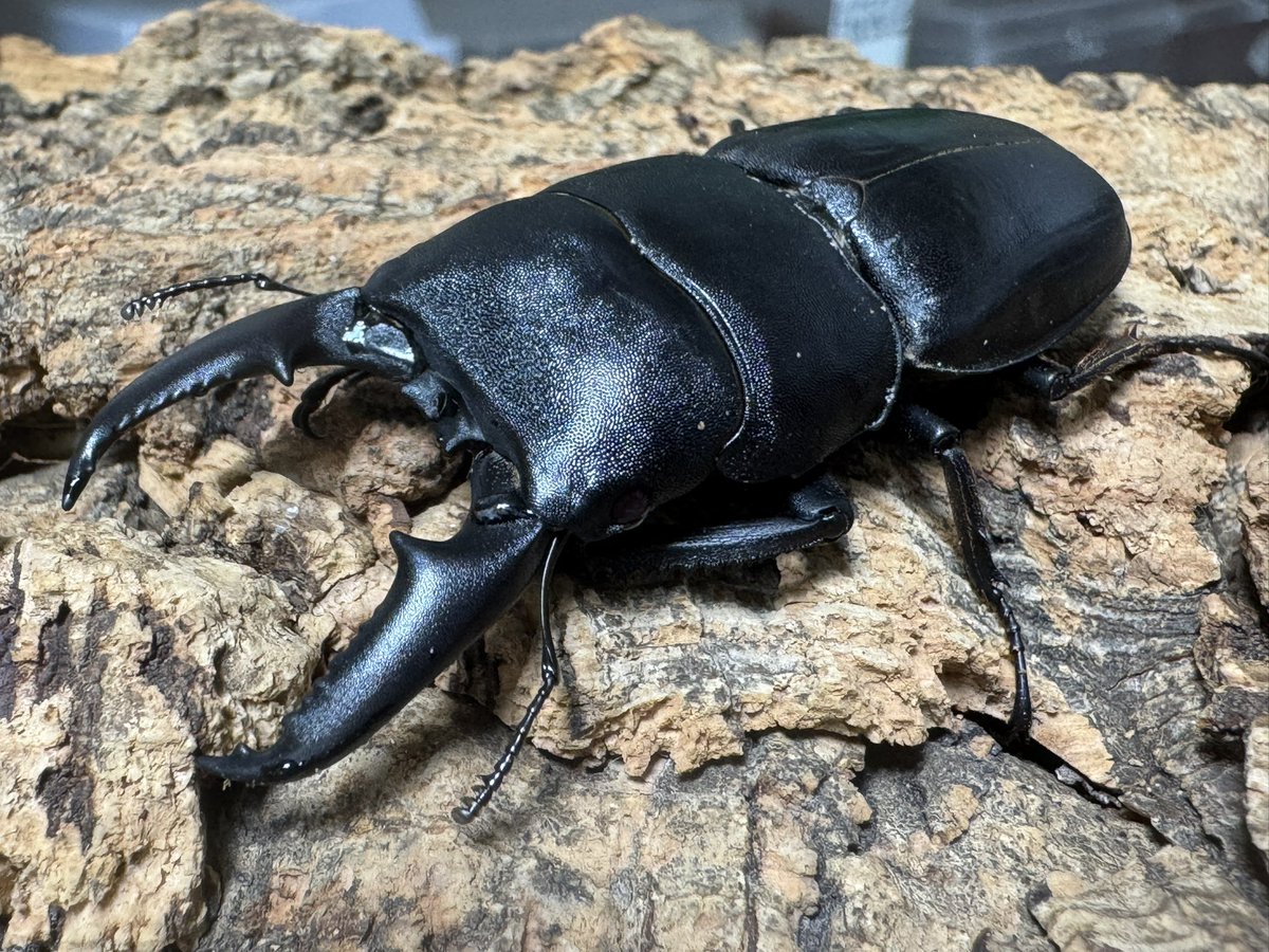 爬虫両生類 昆虫ショップD.N.A_昆虫垢 tweet media