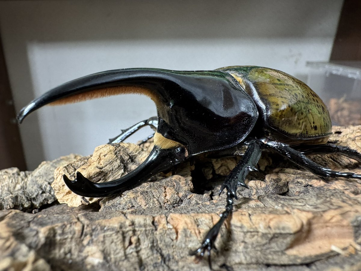 爬虫両生類 昆虫ショップD.N.A_昆虫垢 tweet media