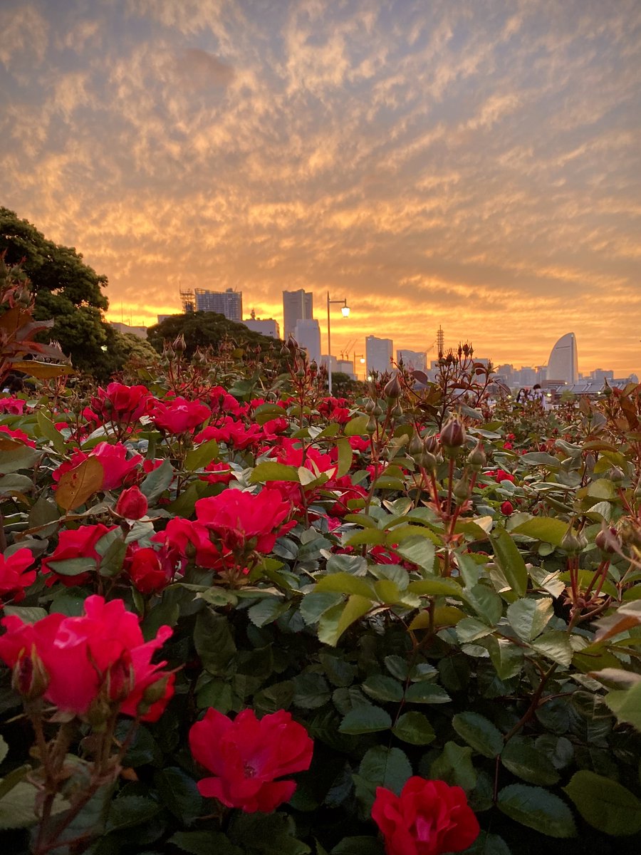 ココフリ tweet media