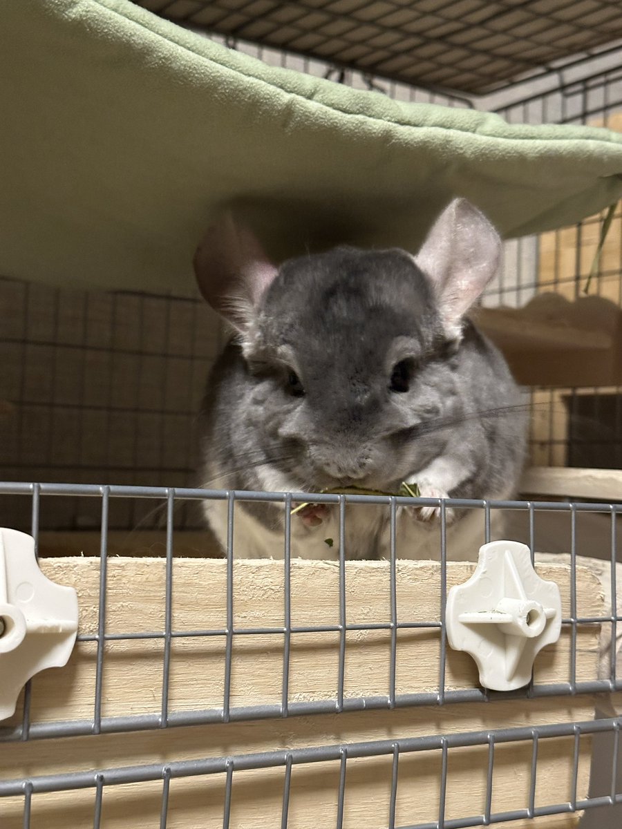 さすけ tweet media