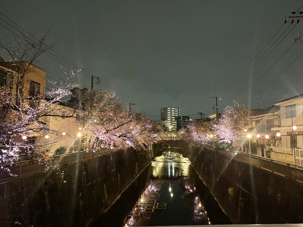 HirokiChannel2's tweet photo. 毎年このレイアウト。笑
近所の川沿い桜満開！ https://t.co/4FCbzVW9gI