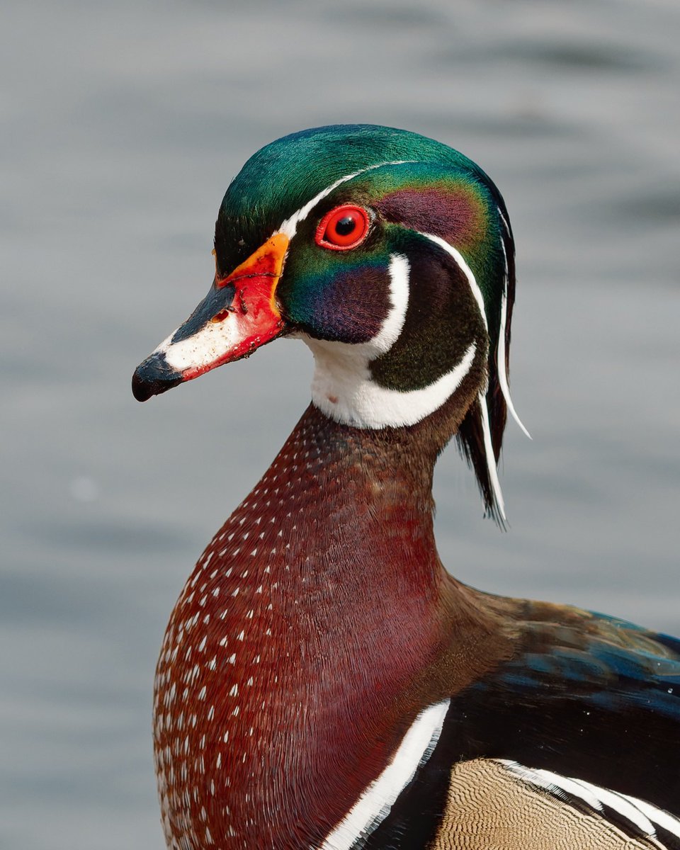 Bagels & Walks tweet media