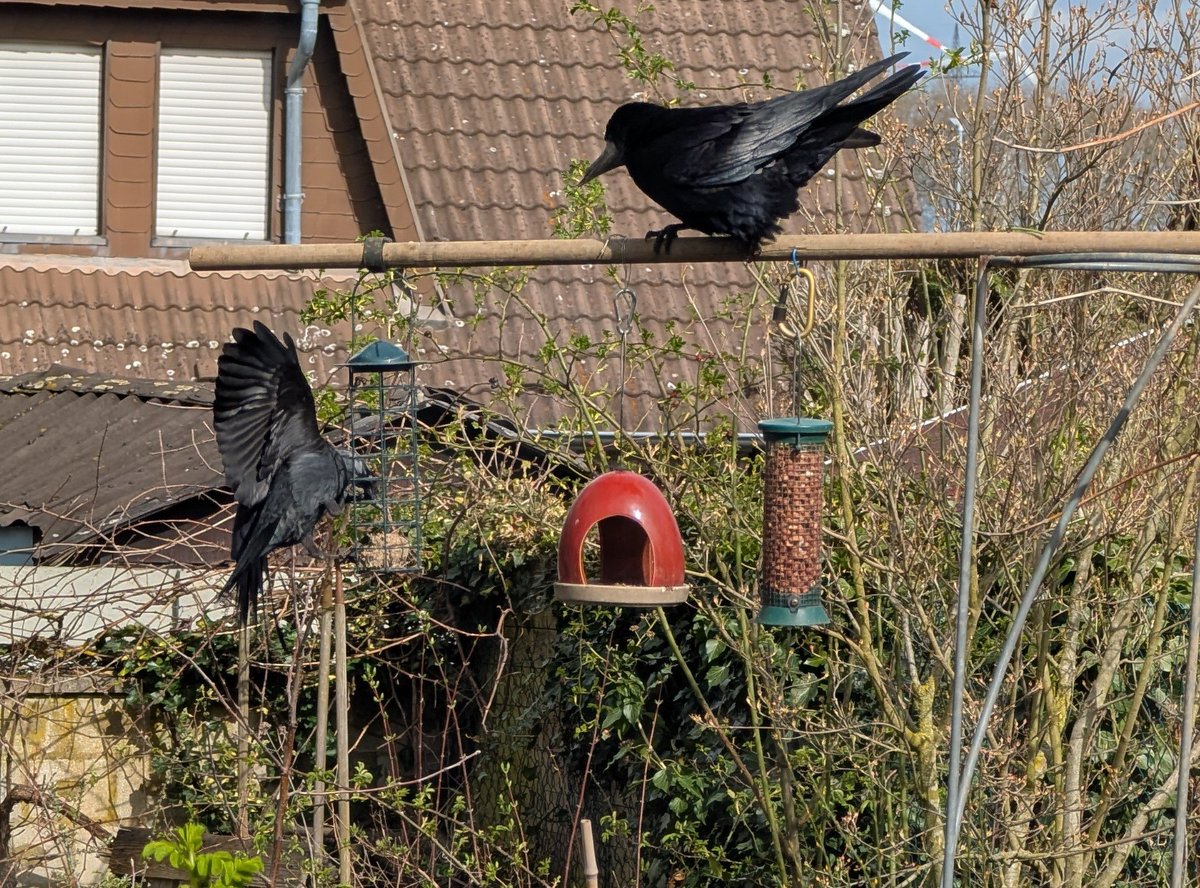 Die Meisen werden auch jedes Jahr größer