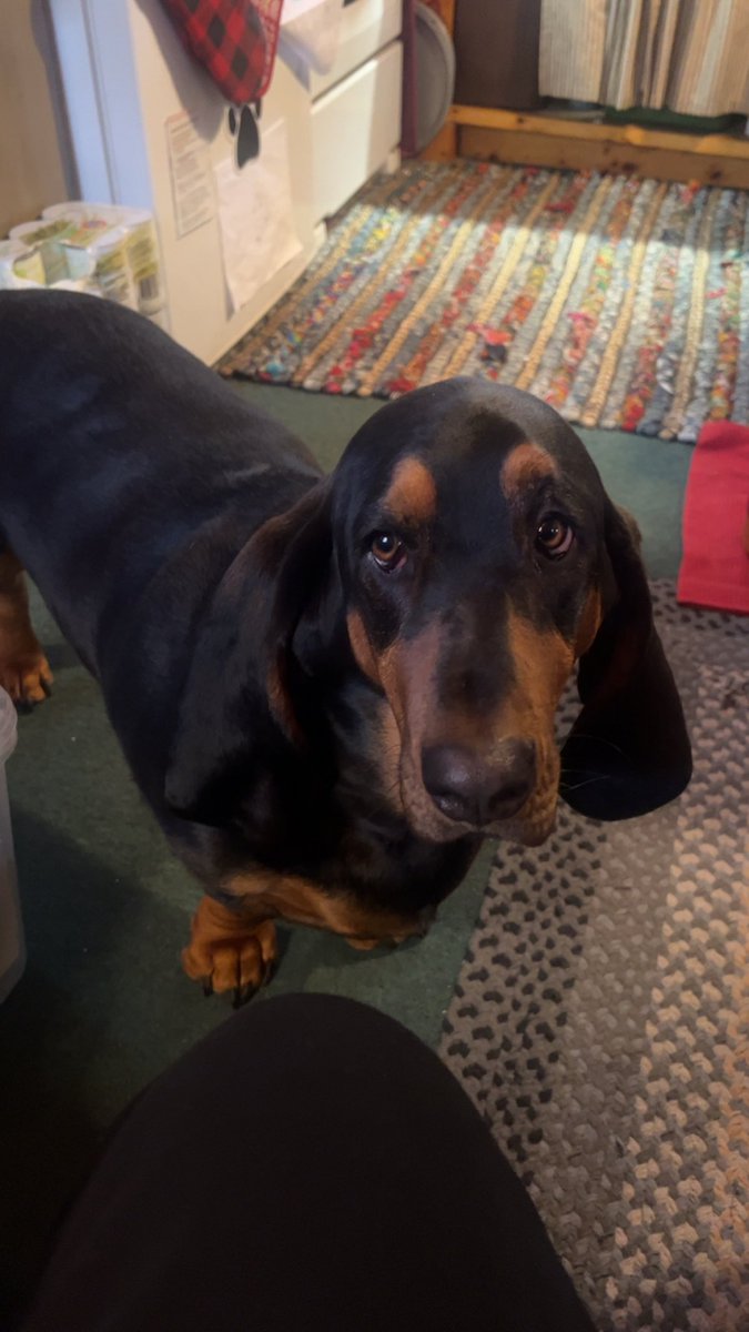 madams1225's tweet photo. @mkeadmirals @mlbpets Happy birthday Miller! From your friend, Humphrey https://t.co/cFQ5vtswt2