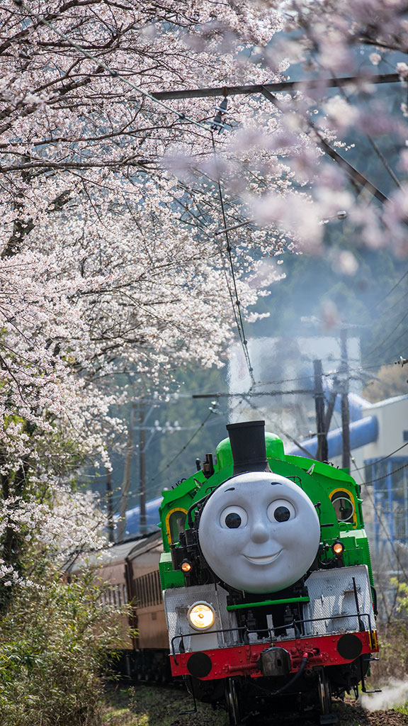 ya_enomoto's tweet image. パーシー参上
満開の桜の下をパーシーがゆく・・・

（パーシー号（C10-8号機ょ　大井川鐵道　大和田（おわだ）駅　Photo By. Y.Enomoto)      
#大井川鐵道 
#パーシー
#C10-8      
#tokyocameraclub 
#東京カメラ部 
#頑張れ大鐵 
#写真好きな人と繋がりたい