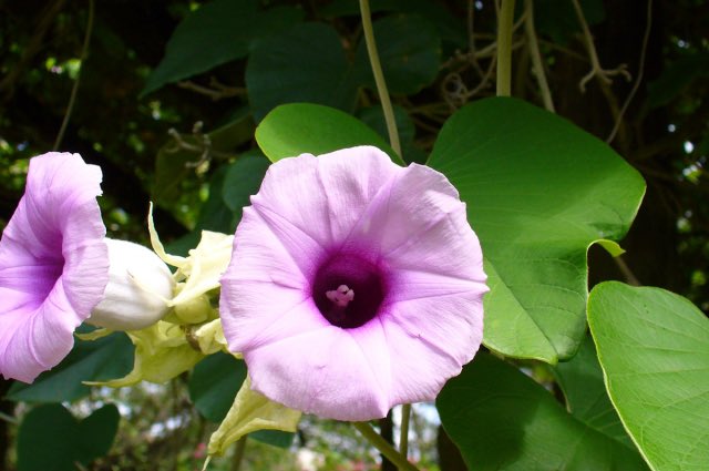 Вестник бури / Буревестник tweet media