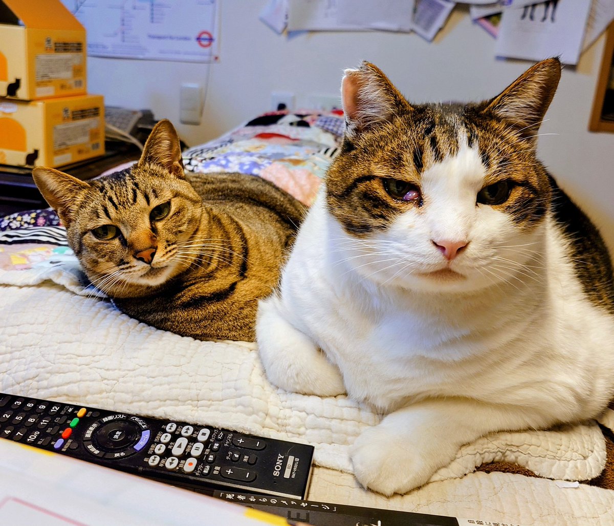 椹野道流🍣ﾌｼﾉﾐﾁﾙ tweet media