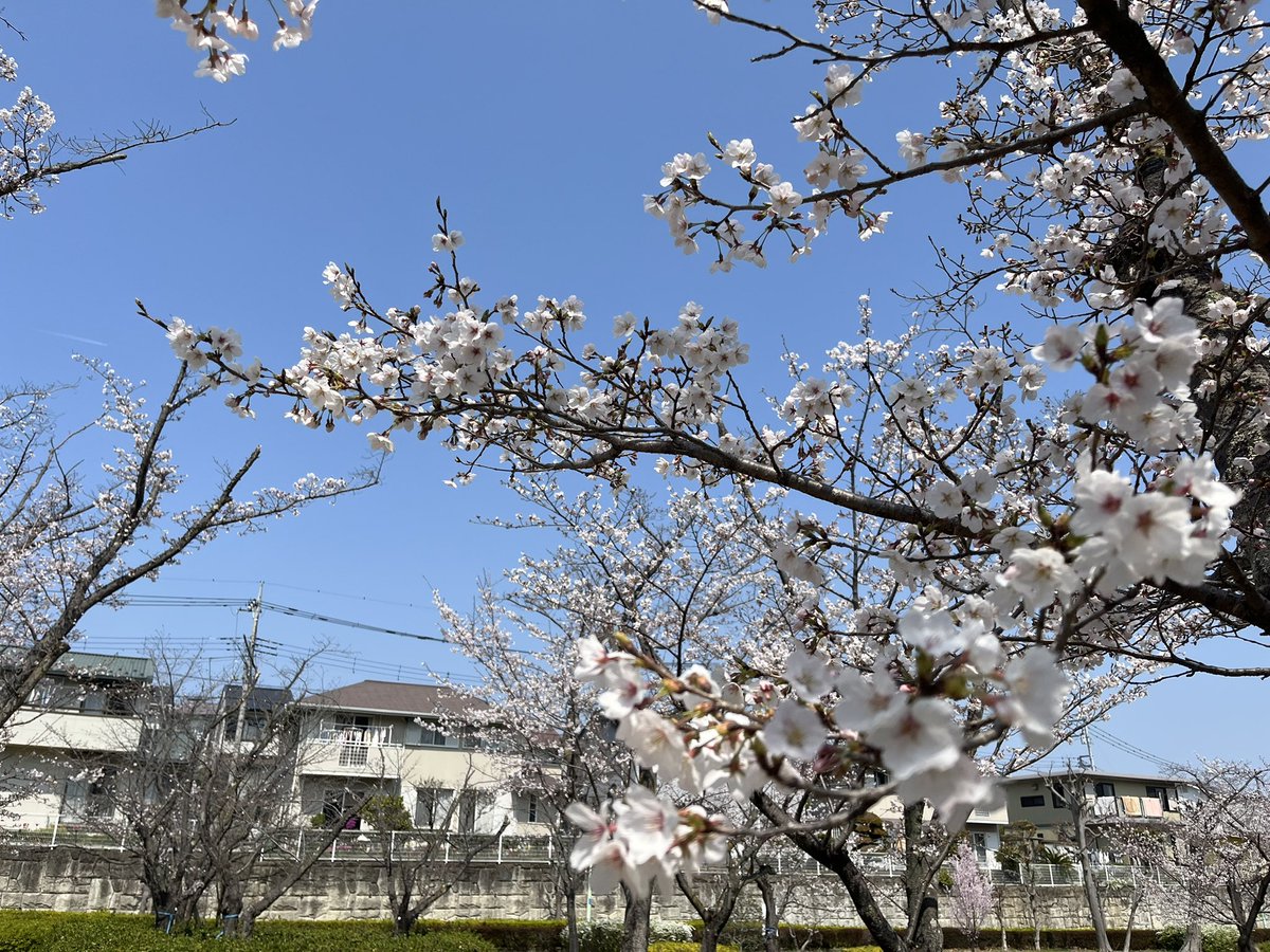 なっとうごはん tweet media