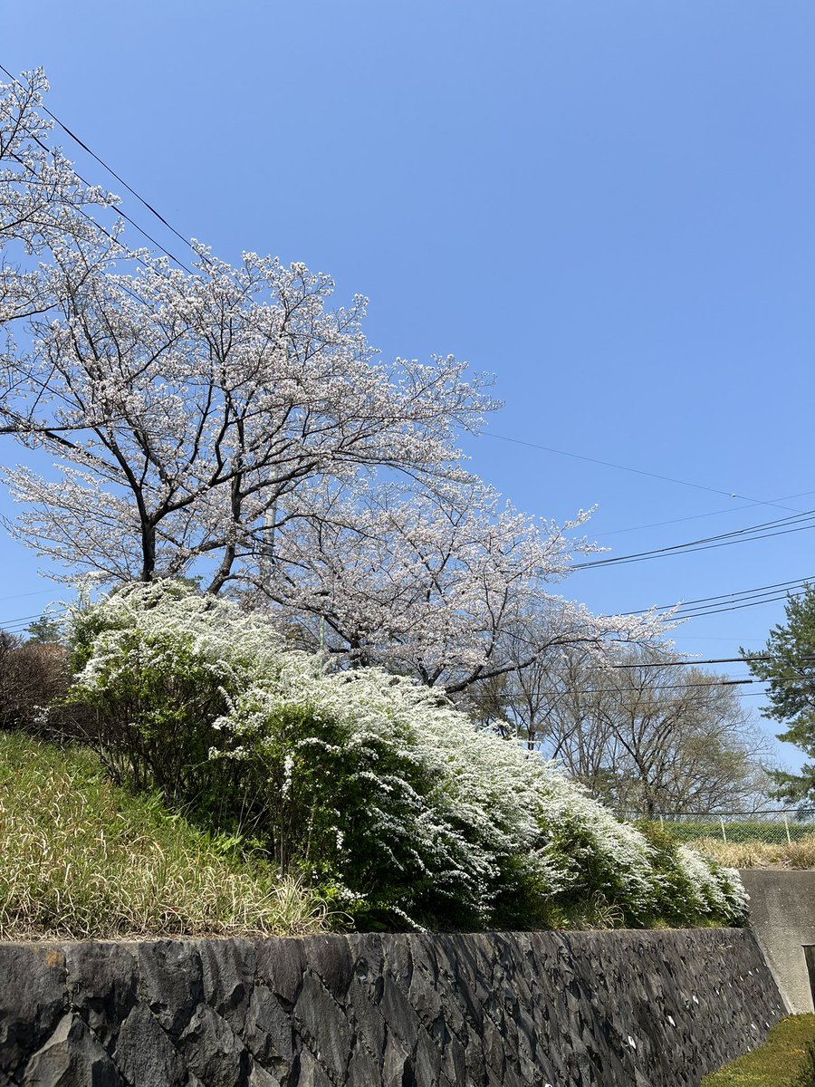 なっとうごはん tweet media