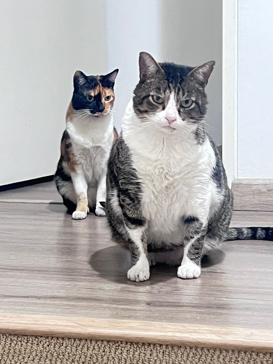 Air In Rose tweet media