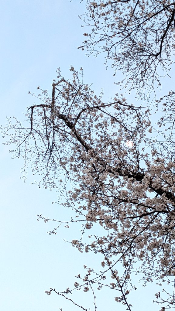 週末、師匠のレッスンのあと散歩をしてきました🌸