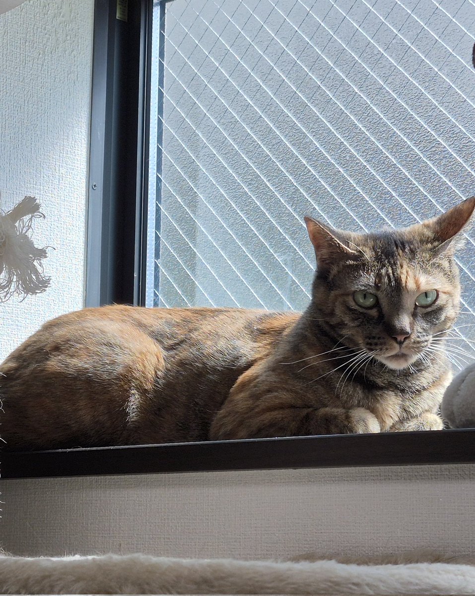 tortoiseclam's tweet photo. 春、スフィンクス  #要にゃんこ亭  #要にゃんこ亭卒業生 https://t.co/WWVSulI3Z9