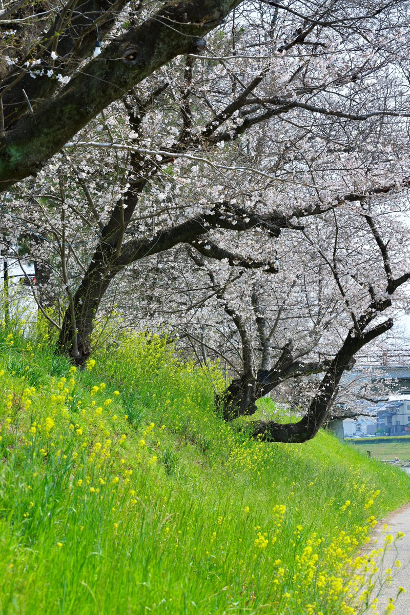 雄介JP tweet media