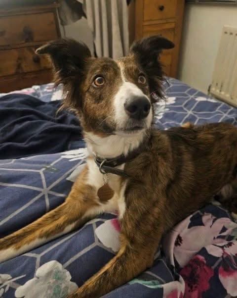 Rosie Doc tweet media