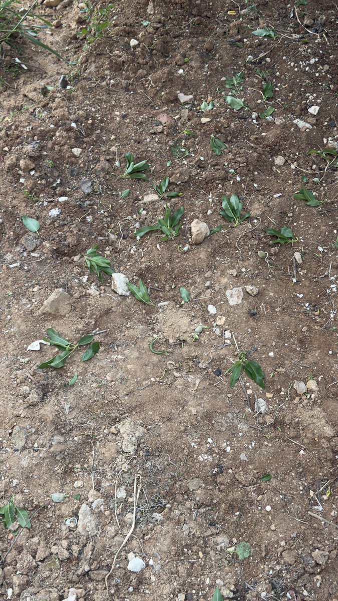 ديمة(ضائع بلا وجهة) tweet media