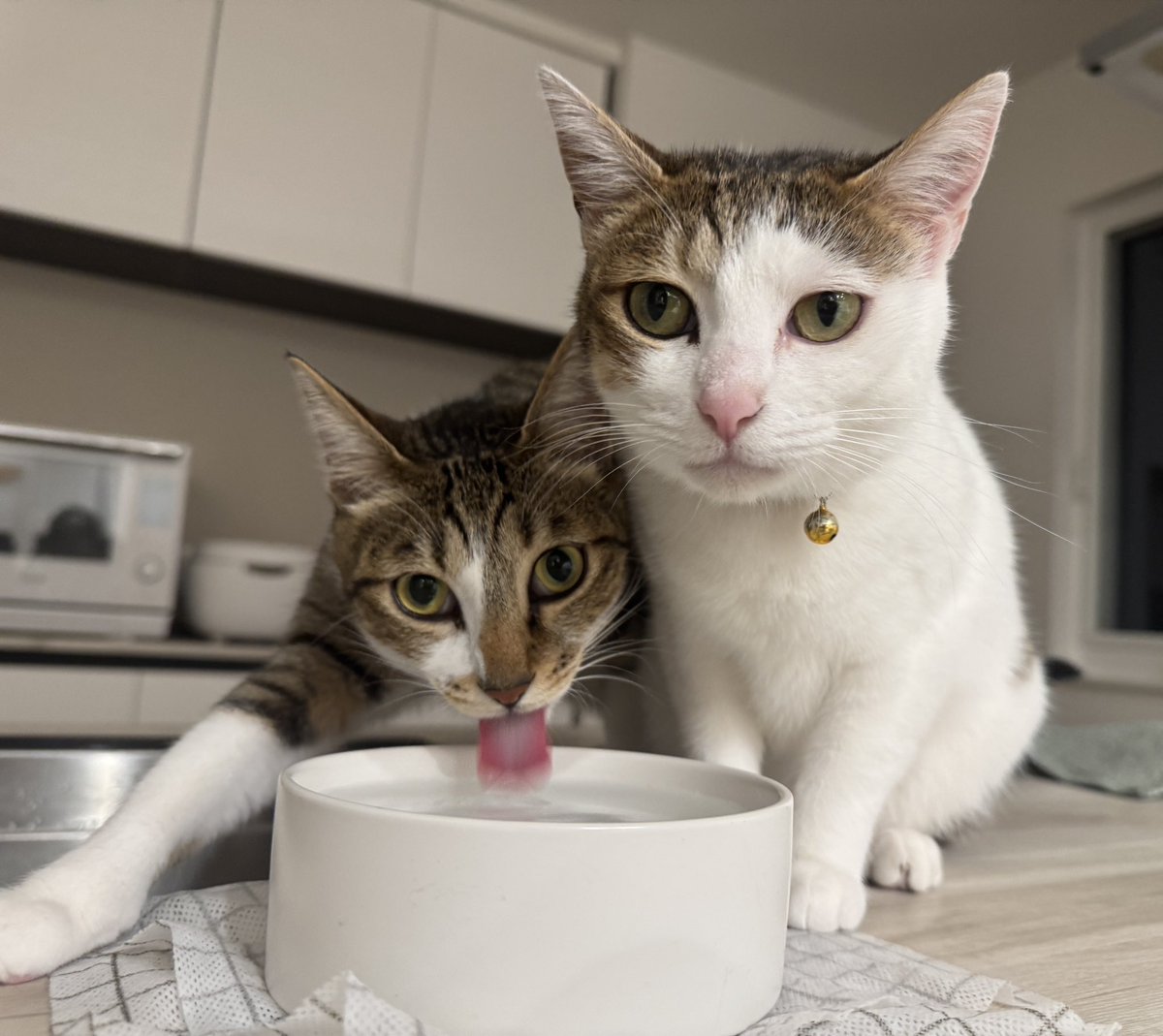 まつたけ tweet media