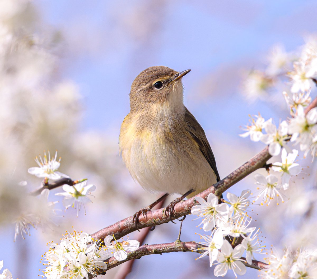 Jeff’s Wildlife Photography tweet media