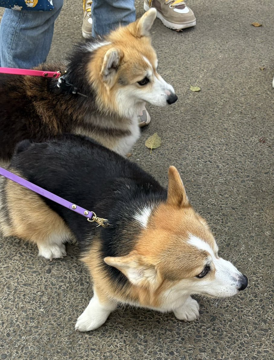 だい@コーギーはいいぞ tweet media