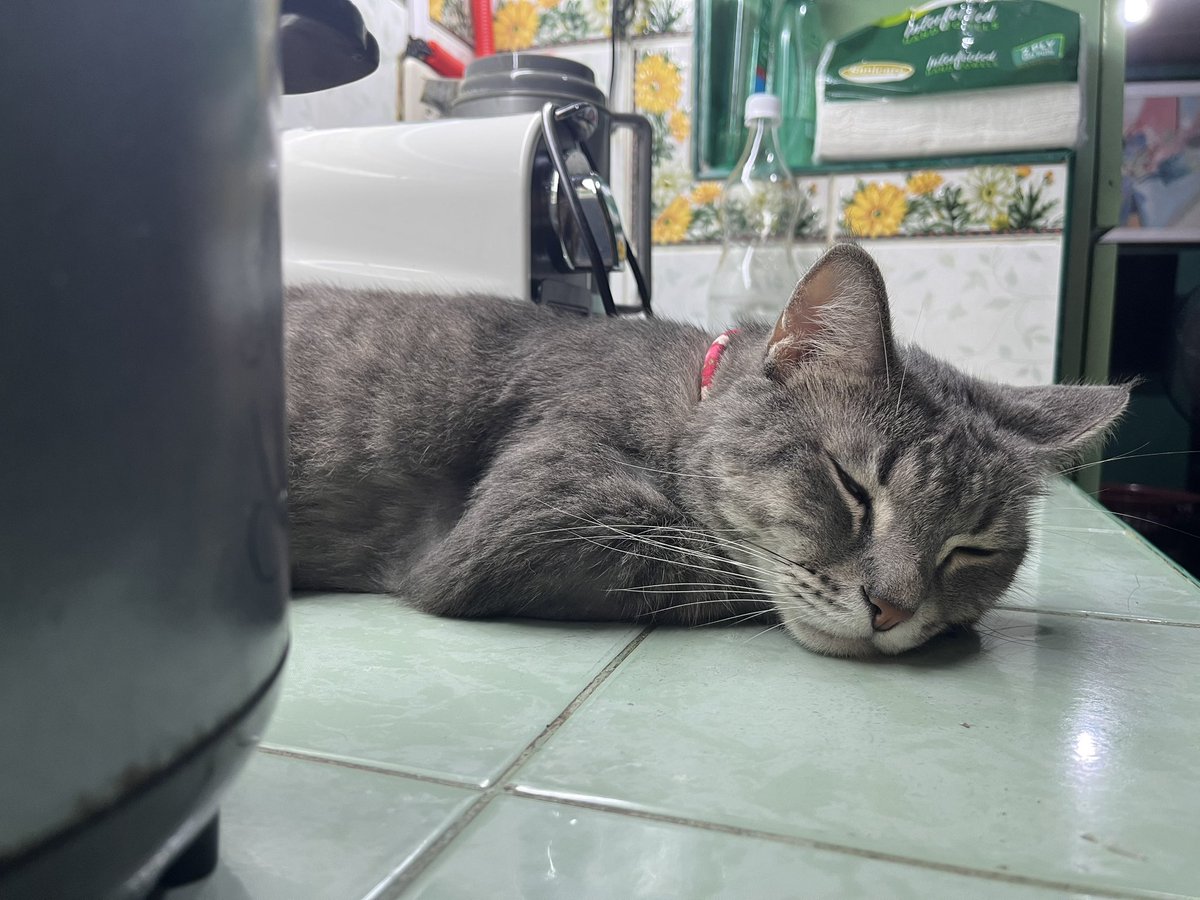 тαℓα ✩*.ﾟ 𝓈𝓉𝒶𝓇 𝑔𝑜𝒹𝒹𝑒𝓈𝓈 tweet media