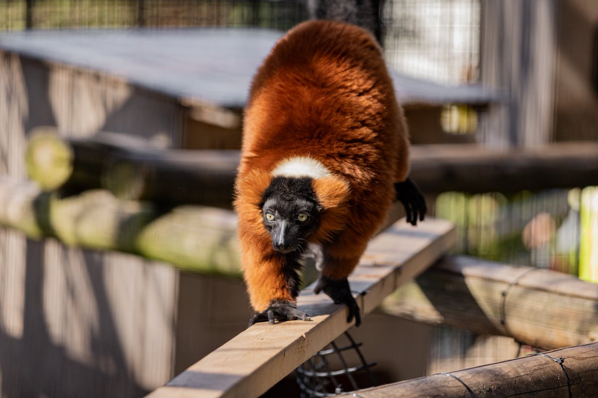 おーあ tweet media