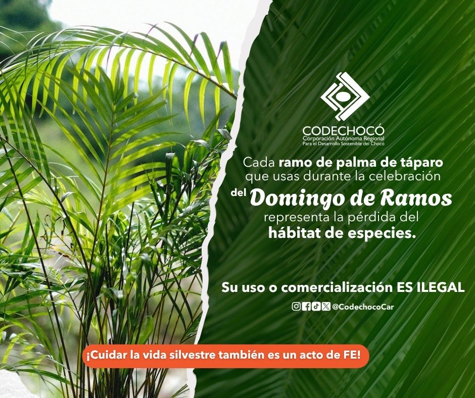 CODECHOCÓ tweet media