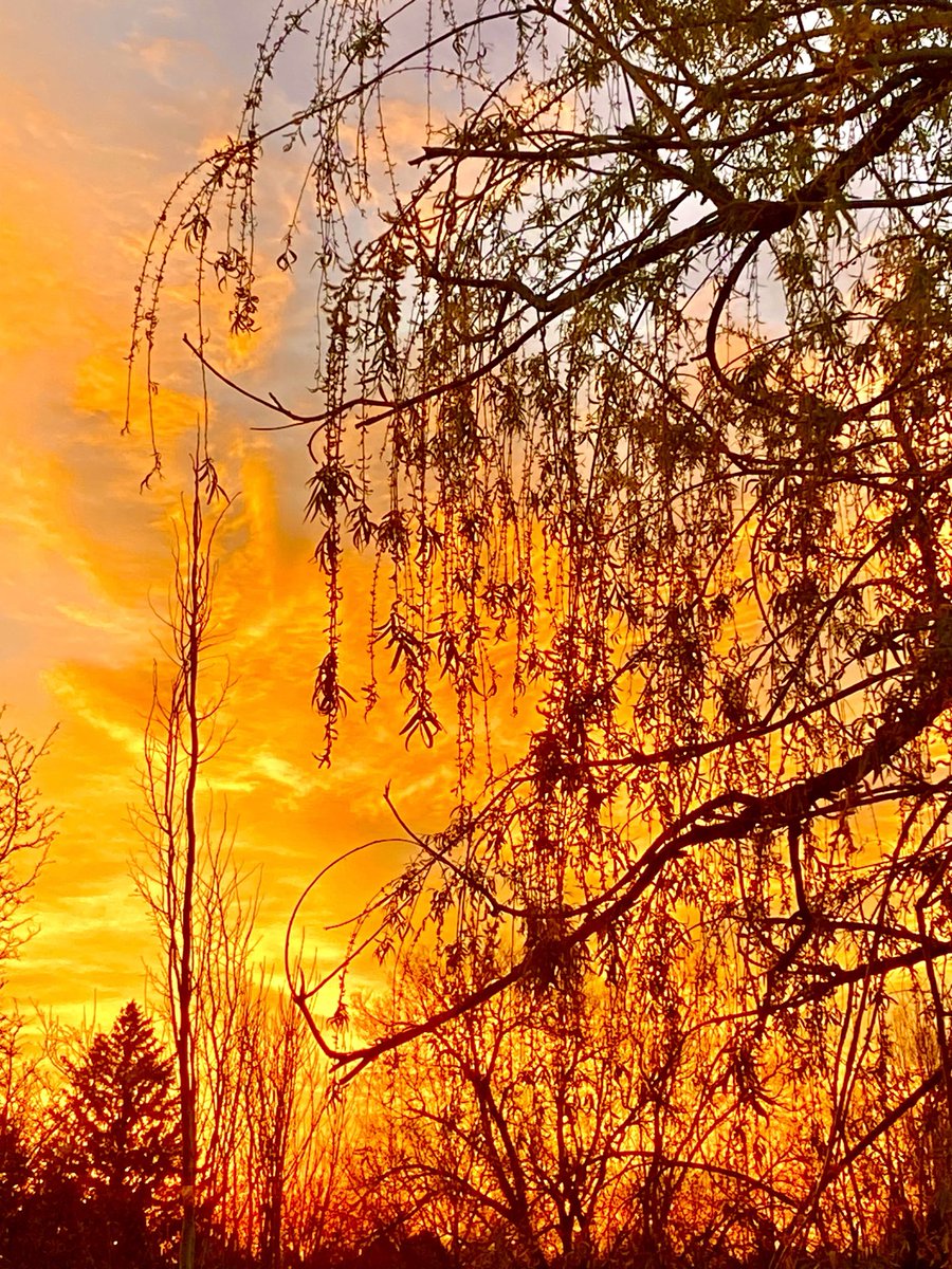 studentoflife tweet media