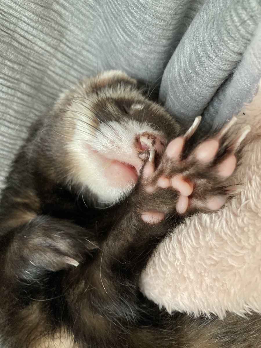 モフリーヌ tweet media