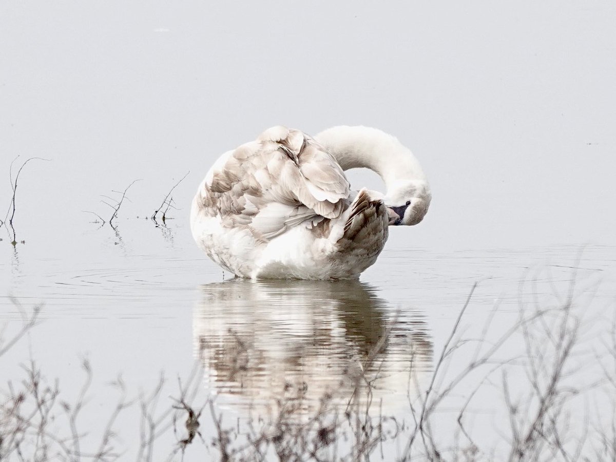 loosemum's tweet image. Beautiful 🦢happy #Swanday Sunday Monika 🥰🙋‍♀️