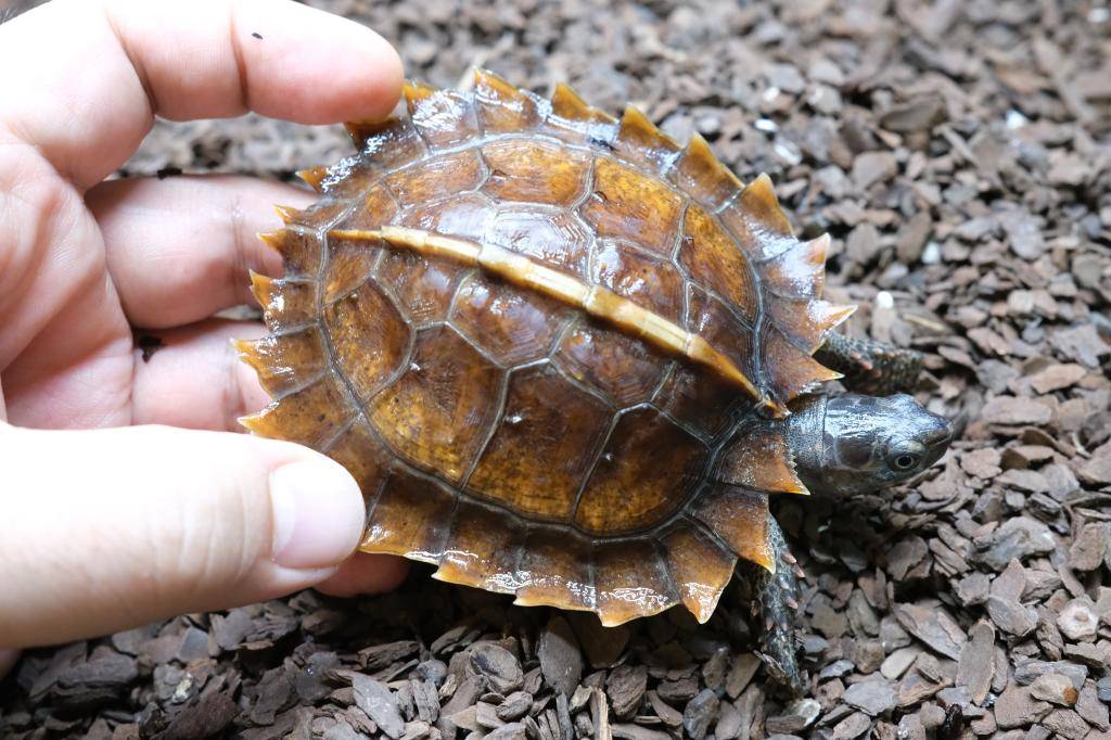 爬虫類ショップ アライブ(aLiVe) tweet media