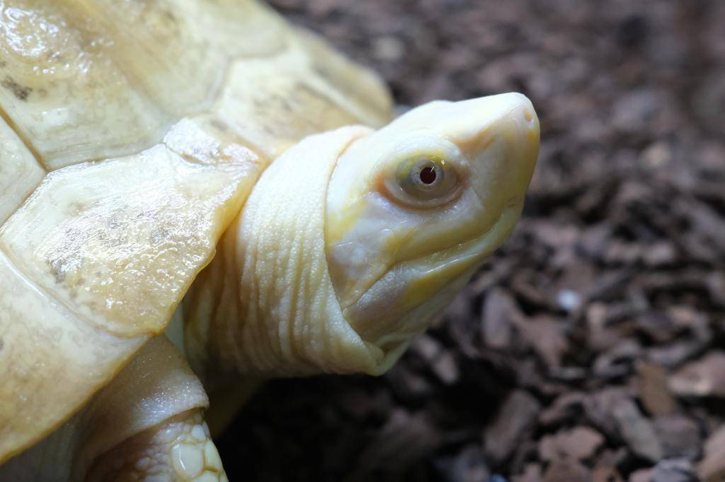 爬虫類ショップ アライブ(aLiVe) tweet media