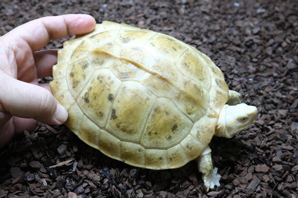 爬虫類ショップ アライブ(aLiVe) tweet media