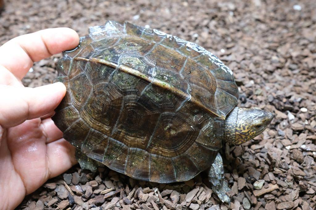 爬虫類ショップ アライブ(aLiVe) tweet media