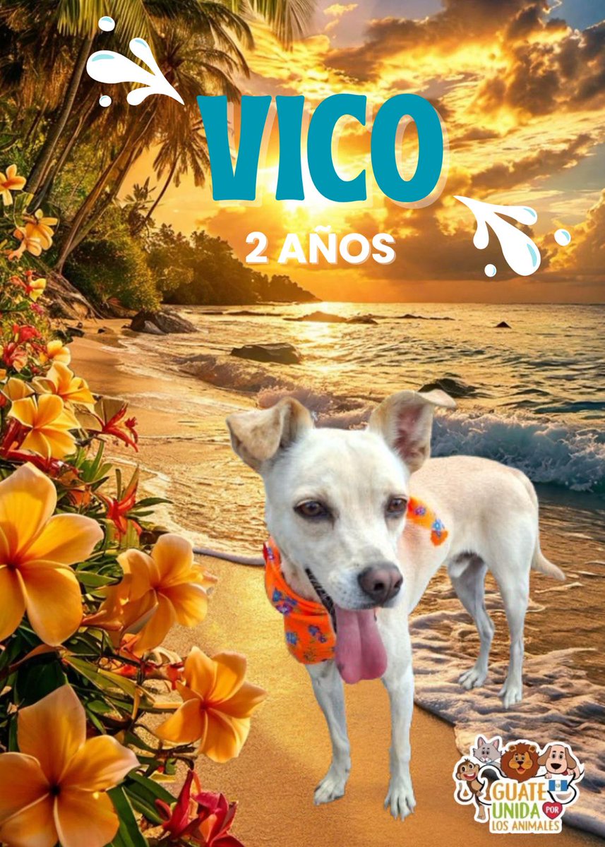 guatexanimales2's tweet photo. Caso 17-2026 El pequeño Vico C machito de un año talla medianita  sus antiguos dueños ya no lo querían y lo querían dejar en la calle es amoroso, sociable, tranquilo vamos a buscarle su verdadera familia.
Pide fórmulario y cambia una vida 🐕.
#adoptaunperro #adoptanocompres https://t.co/XdyCarrKP9