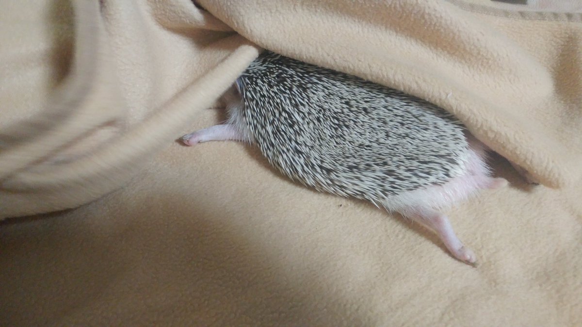 그 뭐냐… 그거 읽는 뚜 tweet media