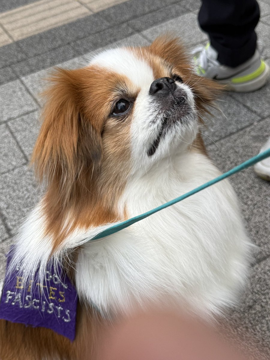 ゲソ屋 tweet media