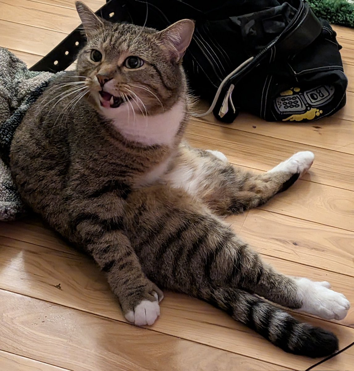 cap'n cookie 🍪 tweet media