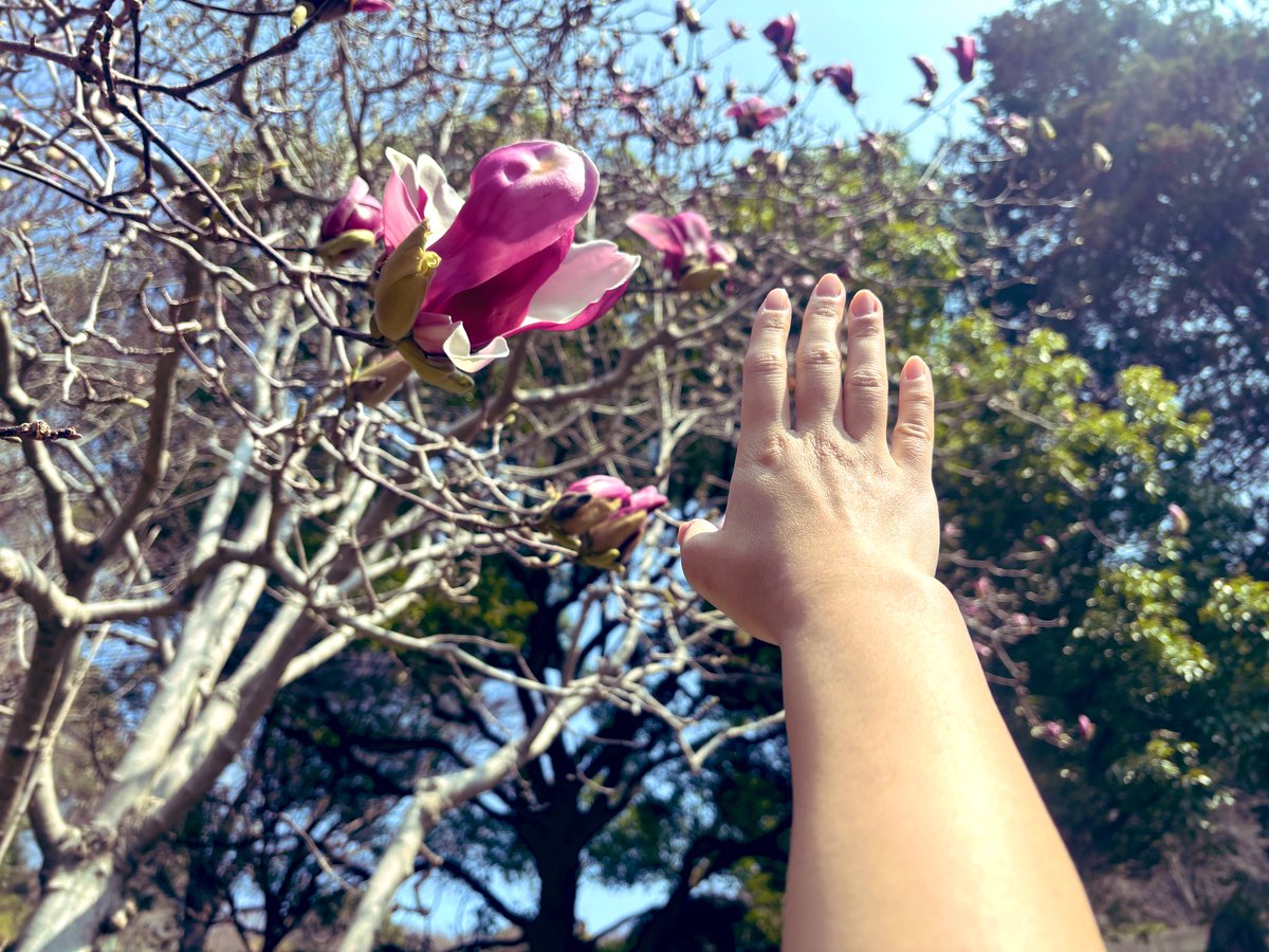 ルルプリン tweet media