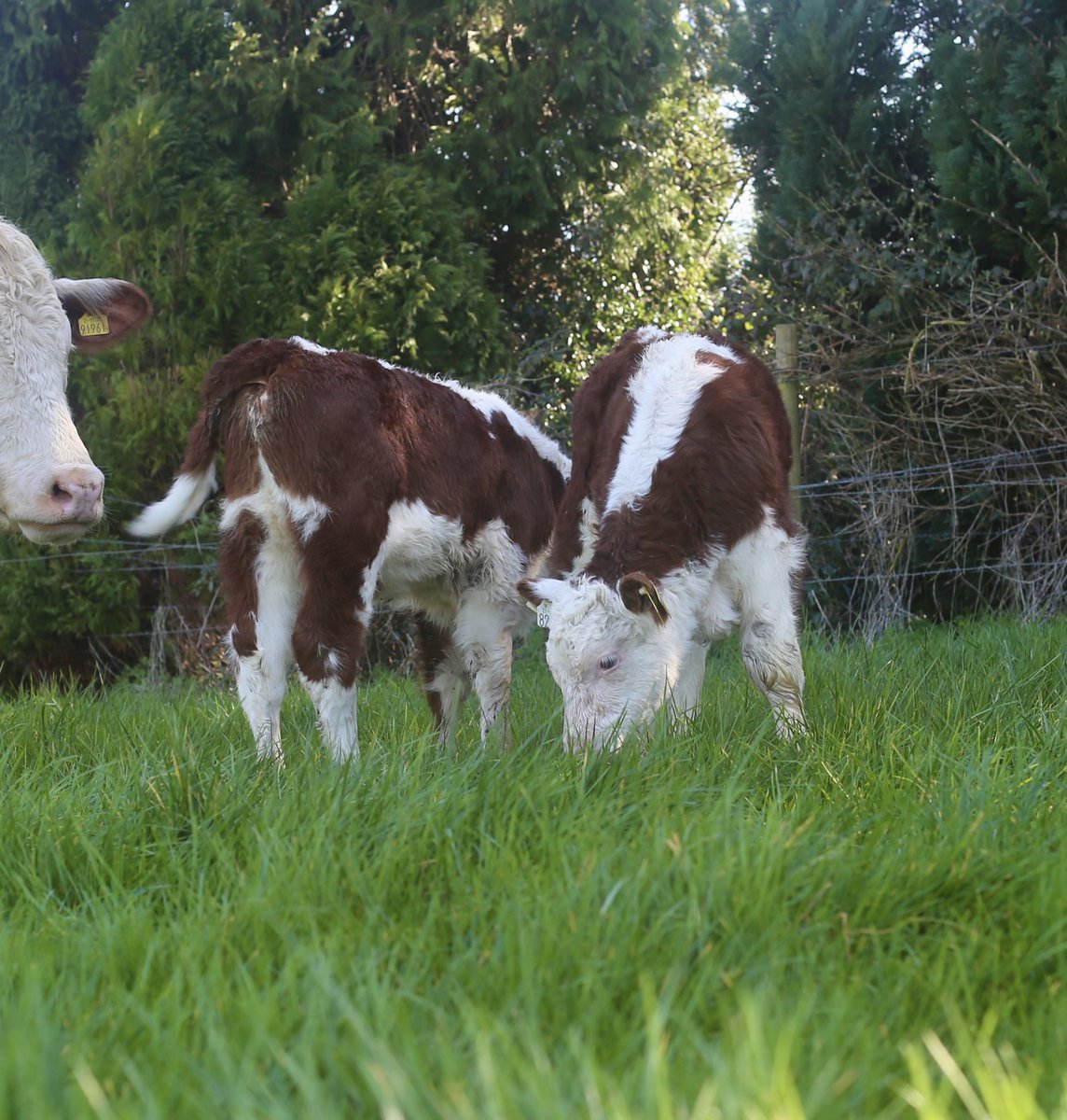 Kilsunny_Herd's tweet photo. Two of the youngest pedigree Hereford calves enjoying the lush Spring grass 😎
#spring26 #sucklers #herefords #kilsunny https://t.co/n9vGJTUpwN