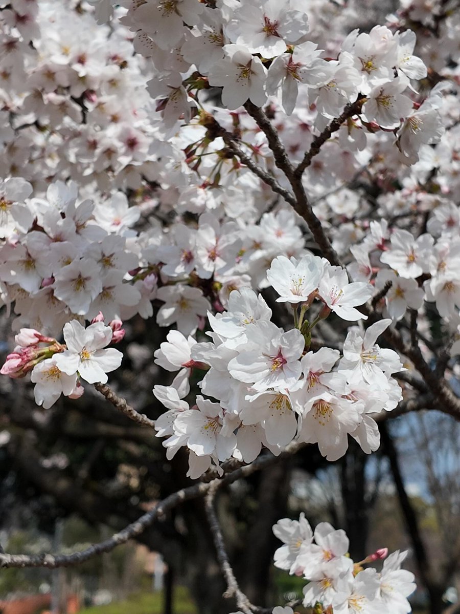 Yumi Hoshino tweet media