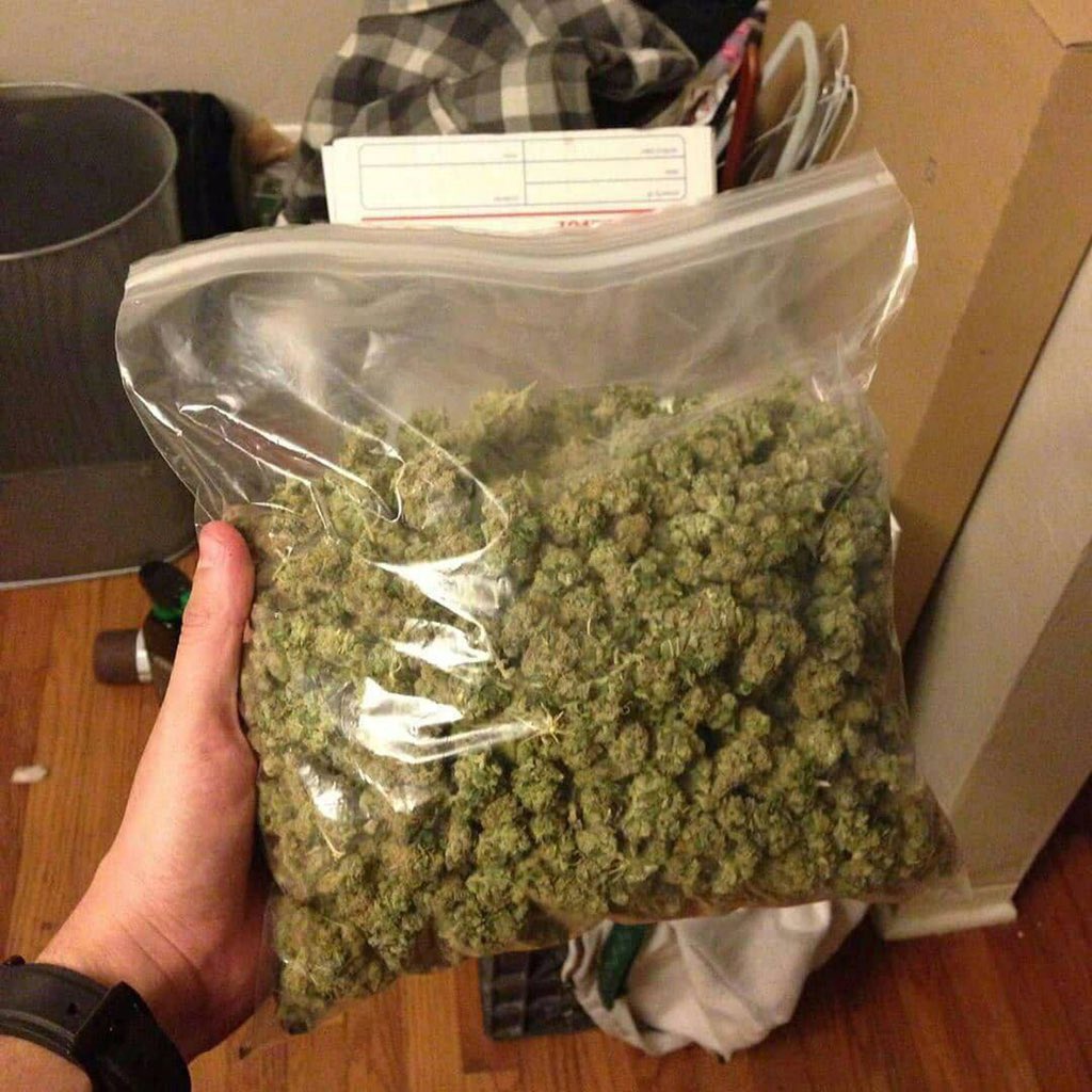 shroomsfamilys's tweet photo. "Don’t sleep on West TX drop! 🔥 Purple Haze & gas heavy in El Paso 915, Midland, Odessa, Lubbock 806, Amarillo, Abilene ⛽️ Bulk Purple Haze, discreet. DM "GAS TX" now 💨 #TXWeed #TexasWeed #ElPasoWeed #MidlandWeed #PurpleHaze #PurpleHazeTX #TXPlug #915Weed https://t.co/SR2aznwt13