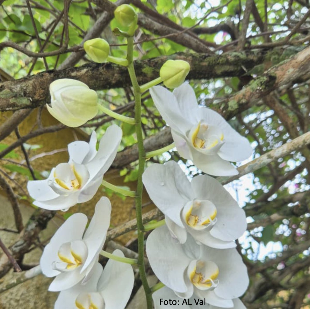 Adalberto Luis Val tweet media