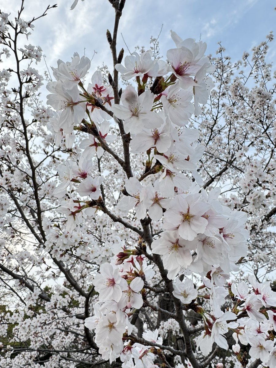 fujis_a (藤)❤️💜 tweet media