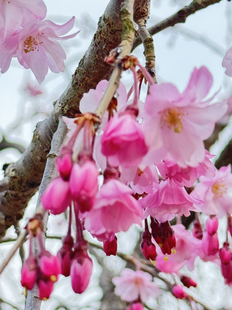 fujis_a (藤)❤️💜 tweet media