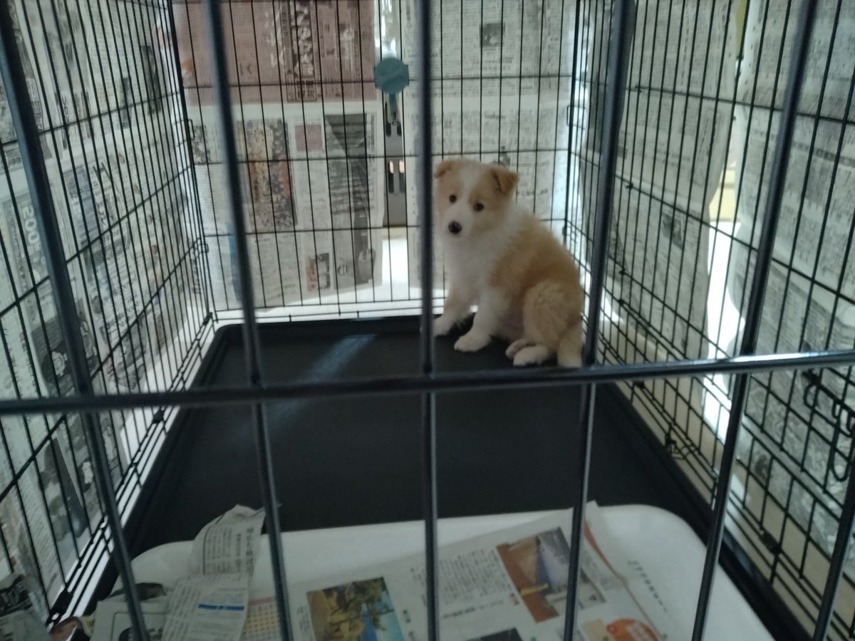 蒼蒔@( ´ཫ`) tweet media